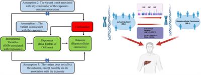 Liver function indicators and risk of hepatocellular carcinoma: a bidirectional mendelian randomization study